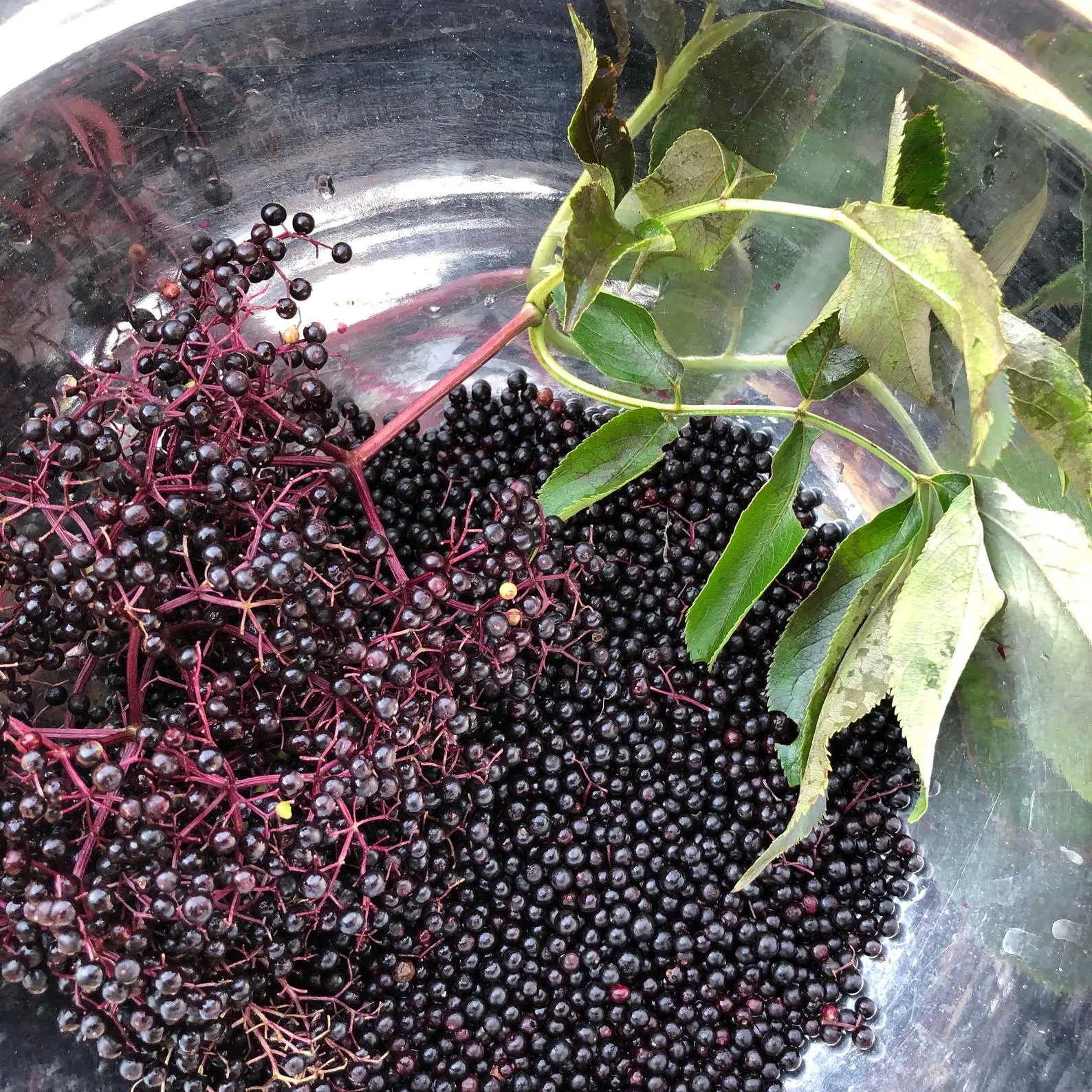 elderberry syrup