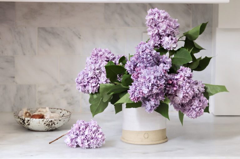 How to keep your lilacs fresh longer