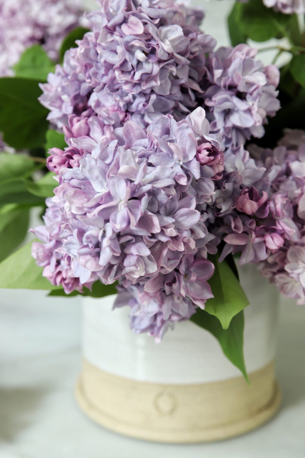How to keep your lilacs fresh longer Lemon Grove Lane